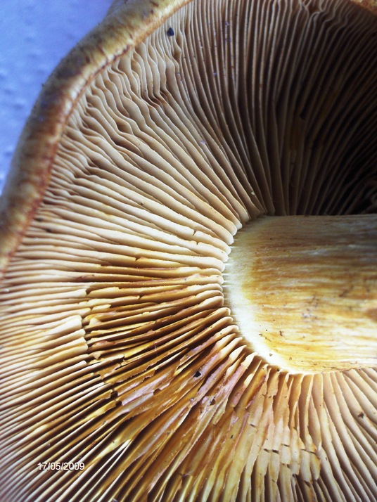 Determinazione (cfr. Gymnopilus penetrans)